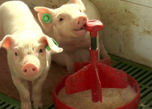 Científico busca crear órganos humanos en cerdos para trasplantes