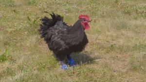 Este gallo volvió a caminar gracias a prótesis hechas en 3D (VIDEO)