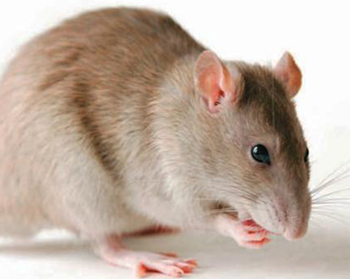 Prueban con éxito en ratones compuesto contra el cáncer de colon y melanoma