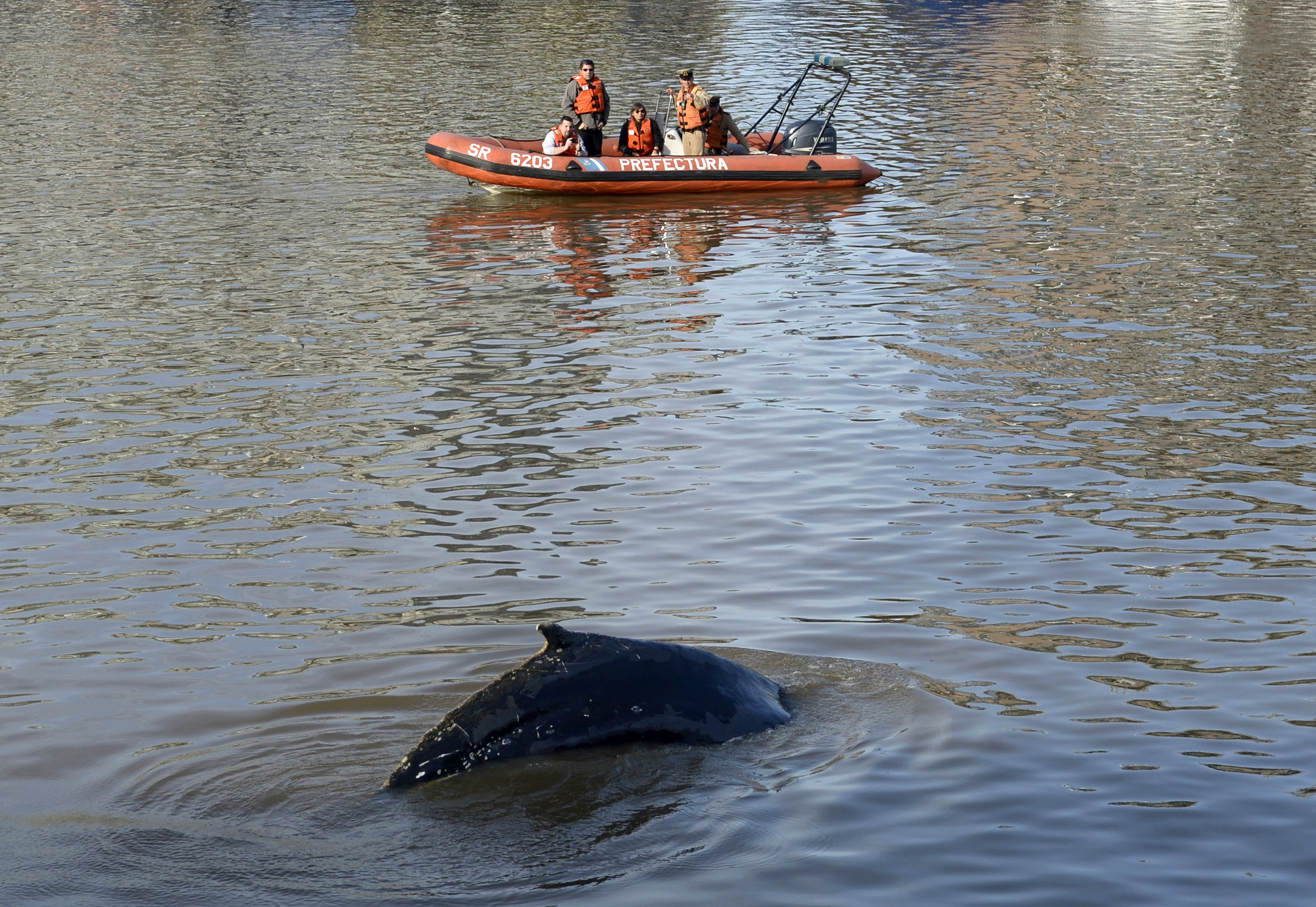 Ballena perdida en Puerto Madero se encamina a mar abierto (Fotos)