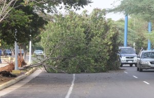 Fuertes vientos derribaron decenas de árboles en el Zulia (Fotos)