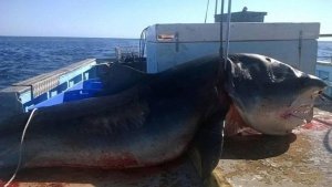 Un tiburón de seis metros, fue cazado mientras tragaba a otro