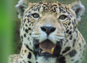 Muere jaguar de 19 años en el zoológico de Miami