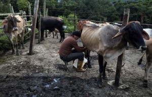 Fedenaga pide elevar carne 332% y la leche 968% para el productor