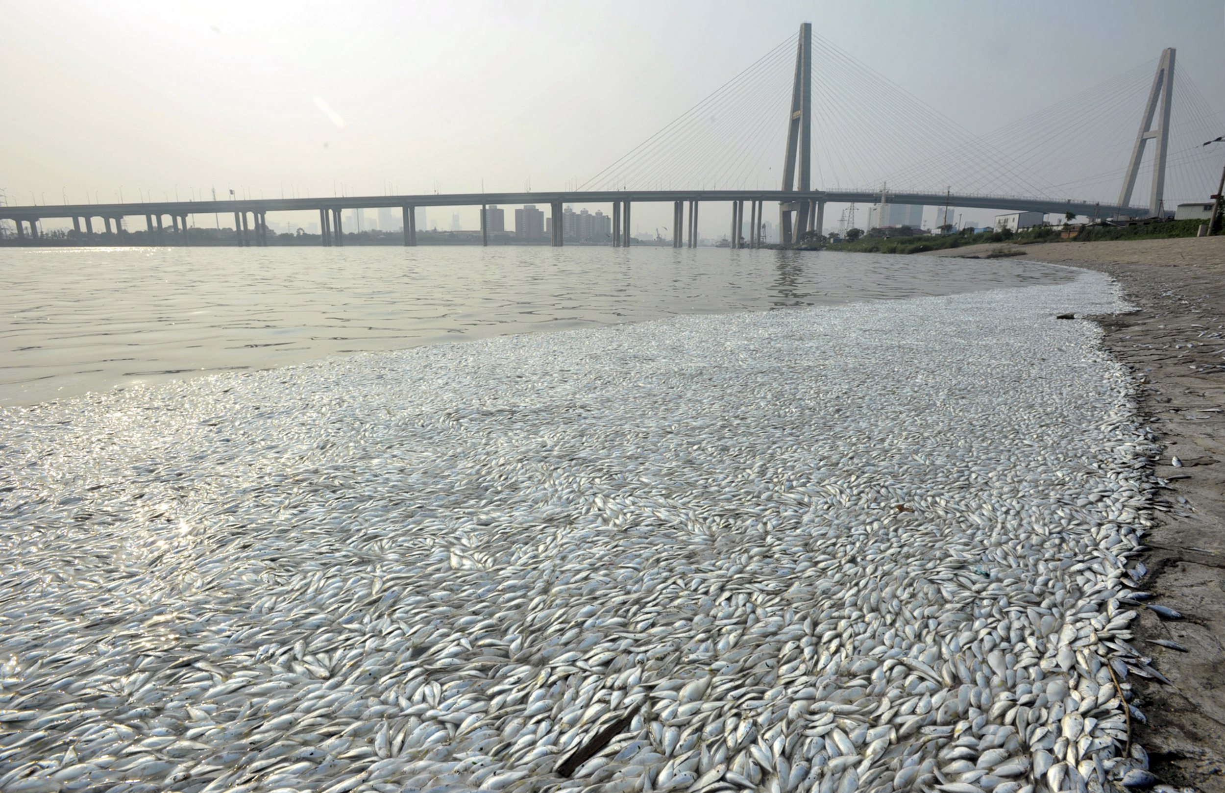 La alarma social prosigue en Tianjin con las imágenes de peces muertos