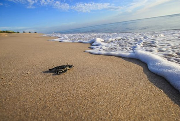 Tortugas impiden celebrar boda de millonarios rusos, donde se presentaría Christina Aguilera