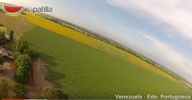 La increíble belleza llanera de una siembra de girasol en Portuguesa (video desde ultraliviano)
