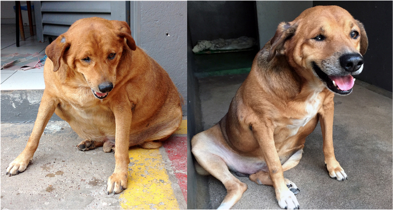 Descubre qué hicieron para que este perro bajará más de 20 kilos (Fotos)