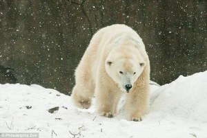Sacrifican a la osa polar en cautividad más vieja de Estados Unidos