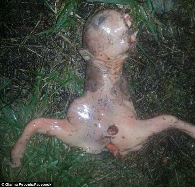 ¿Un alienígena? Encuentran esta criatura rosada en el patio de una casa en California