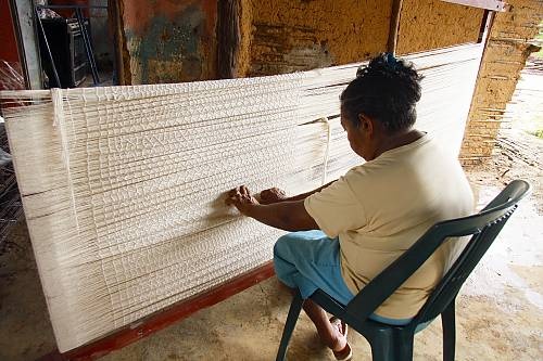 El cultivo de la curagua en Venezuela es nombrado Patrimonio Inmaterial de la Humanidad