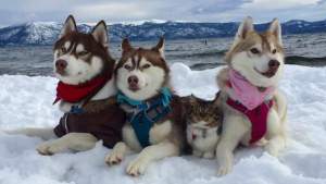 ¡Amistad incondicional! Tres perros se convierten en los mejores amigos de un gato tras salvarle la vida (Fotos)