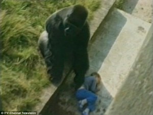 Este es Jambo, el gorila que protege a un hombre que agredió hace 30 años (Video)