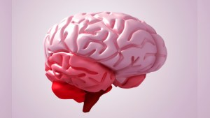 Crean una réplica en 3D del cerebro humano con sus pliegues y cavidades