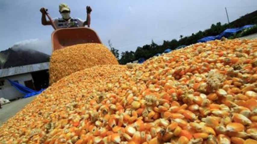 Llegaron al país 90 mil toneladas de maíz amarillo