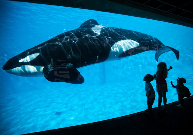 Los niños pequeños sufren una vista de primer plano de una ballena asesina orca durante una visita al Sea World animales parque temático en San Diego, California, en esta foto de archivo tomada el 19 de marzo de 2014. Cediendo a años de presión de los derechos de los animales, EE.UU. tema operador de parques de SeaWorld dijo el jueves que deje de ballenas asesinas de cría y que las actualmente en sus parques sería la última. REUTERS / Mike Blake / Archivos