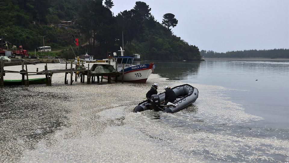 El Niño transforma las costas chilenas en un cementerio de especies marinas