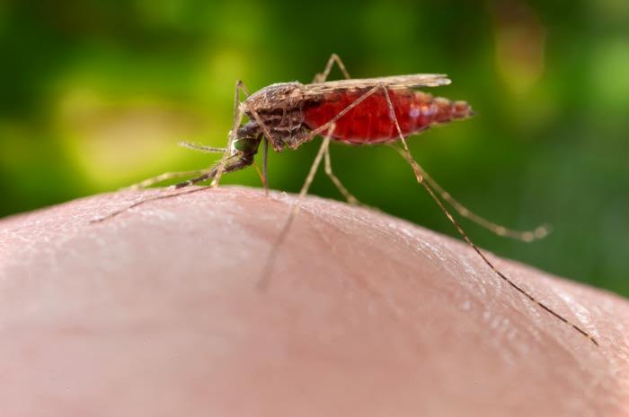 Casos de malaria podría registrar en 2016 la cifra más alta de la historia en Venezuela