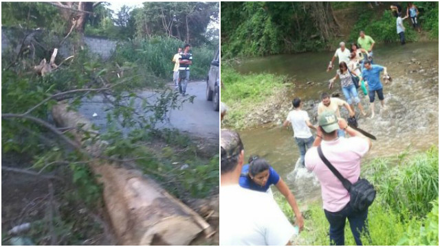 ¡En Aragua los firmantes no se detienen! Cruzan río porque alcalde chavista obstaculizó vías con árboles