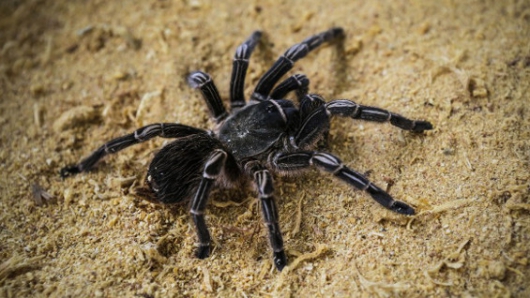 Nueva especie de tarántula fue bautizada en honor a García Márquez