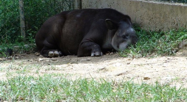Una segunda danta hembra habría muerto de hambre en el zoo de Caricuao ,según fuentes el macho murió el pasado 5 de julio. Foto cortesía: @FUrreiztieta