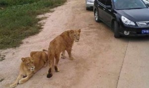 Una mujer muerta y otra herida tras ataque de tigres en un safari en Pekín