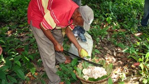 Venezuela y Latinoamérica unidas para rescatar producción de cacao fino de aroma venezolano