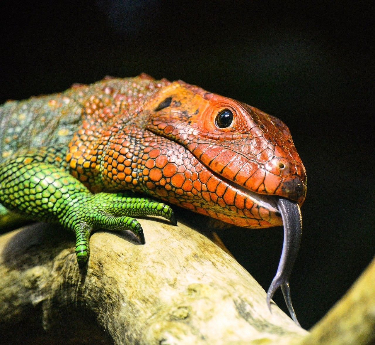 Conoce qué animal se extinguirá primero por el calentamiento global