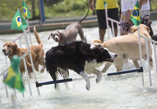 Diversos canes compiten en la prueba de salto durante los Juegos Olímpicos para Perros en Río de Janeiro, Brasil, el domingo 18 de septiembre de 2016. El dueño del parque para canes y organizador de las competiciones, Marco Antonio Totó, dice que su objetivo es la socialización de las personas y sus mascotas mientras practican deportes. (AP Foto/Silvia Izquierdo)