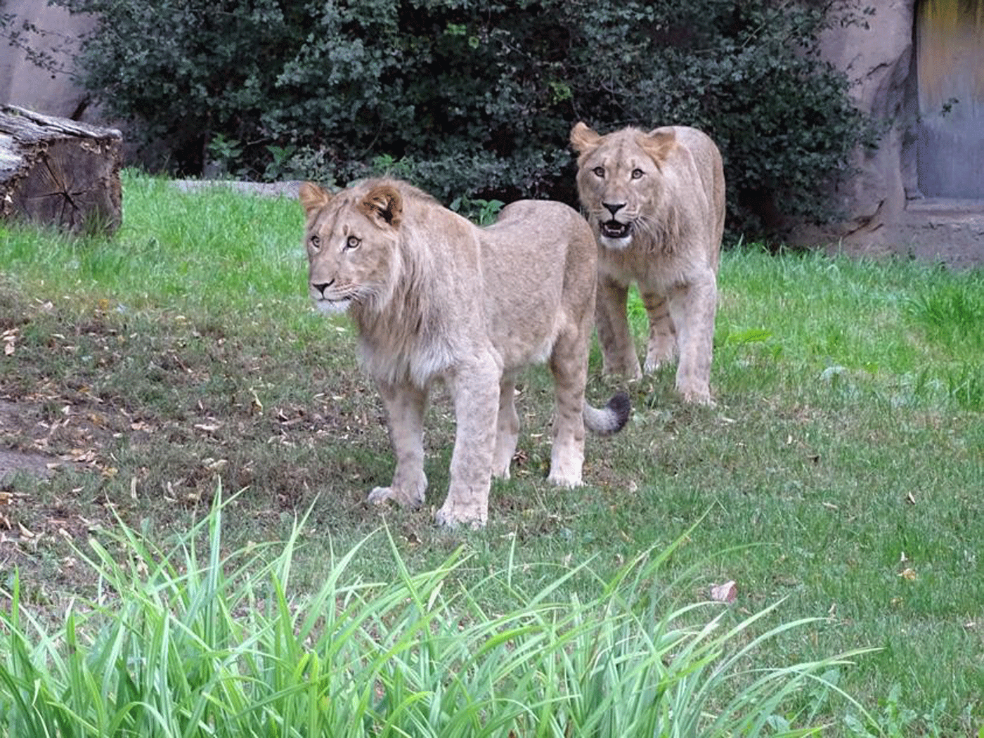 ¡Lindo minino! Explosión de una burbuja de jabón asusta a un león