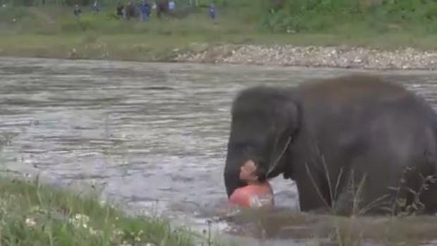 Un heroico elefante se lanza a un río para salvar a su cuidador