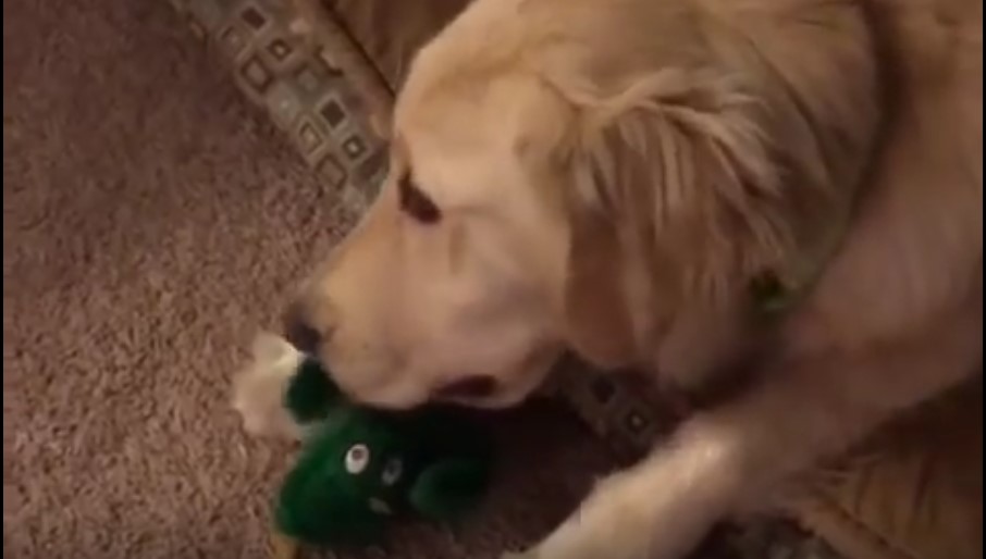 ¡Maravilloso! Mira cómo este perro reacciona al ver a su juguete preferido cobrar vida (VIDEO)
