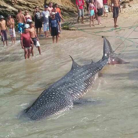 ¡Precioso! Apareció un tremendo tiburón ballena en Puerto Francés (FOTOS)