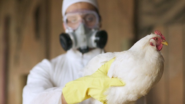 Bolivia prohíbe ingreso de aves de Chile en previsión de gripe aviar