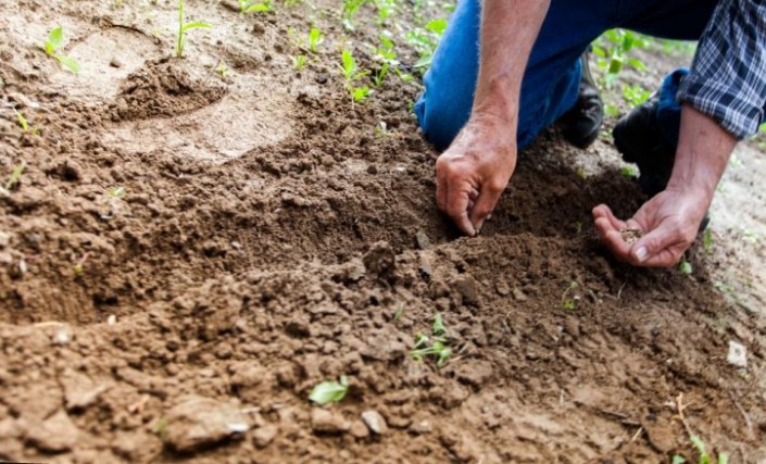 Cultivar un huerto para combatir la depresión