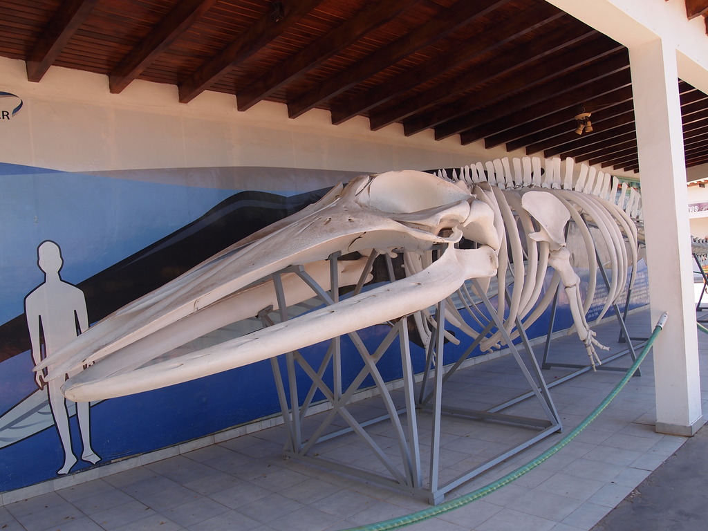Postergan reapertura del Museo Marino en Nueva Esparta