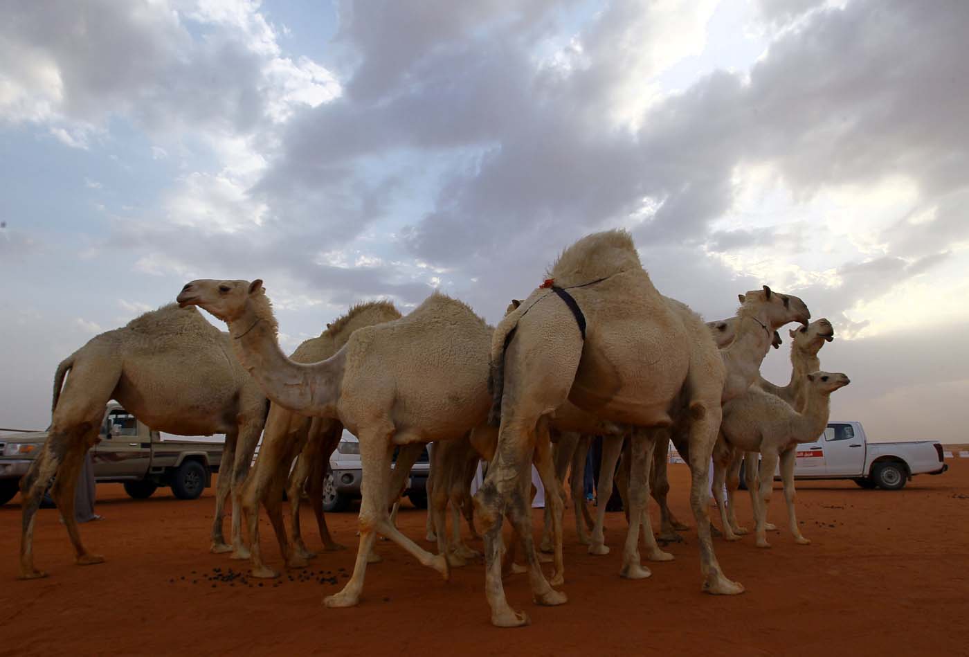 Concurso de belleza en Arabia Saudita, pero de camellos (fotos)