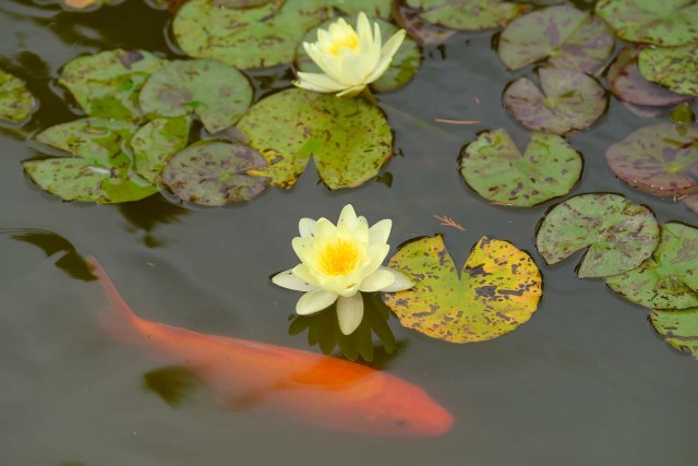 A koi carp swims under water lilies at the Latour-Marliac nursery in Le Temple-sur-Lot, southwestern France, on August 23, 2017. The Latour-Marliac nursery, a first of its kind in Europe, has been growing coloured water lilies since 1870 and was a source of inspiration for French painter Claude Monet's "Water Lilies" (Nympheas) series. / AFP PHOTO / Nicolas TUCAT