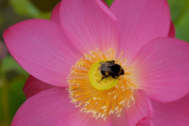 A picture shows a bumblebee on a lotus flower at the Latour-Marliac nursery in Le Temple-sur-Lot, southwestern France, on August 23, 2017. The Latour-Marliac nursery, a first of its kind in Europe, has been growing coloured water lilies since 1870 and was a source of inspiration for French painter Claude Monet's "Water Lilies" (Nympheas) series. / AFP PHOTO / NICOLAS TUCAT
