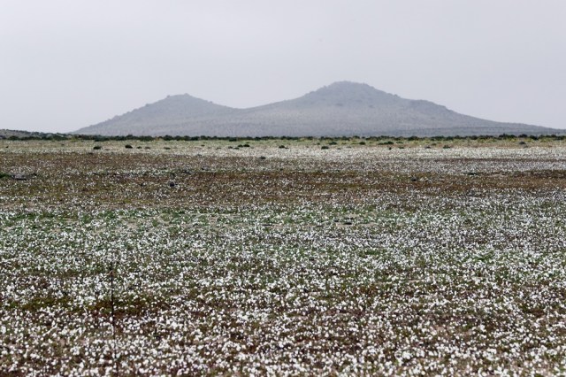 CH02. ATACAMA (CHILE), 21/08/2017.- Vista de flores en el desierto de Atacama (Chile), hoy, lunes 21 de agosto de 2017. Las intensas y sorpresivas precipitaciones registradas en las regiones del norte de Chile durante los meses del invierno austral dieron paso al deslumbrante desierto florido en Atacama, el más árido y soleado del mundo. Este fenómeno, que ocurre con una distancia de cinco o siete años, pero que se ha vuelto recurrente debido a la presencia de el fenómeno climatológico El Niño, atrae a miles de turistas con sus más de 200 especies florales y fauna endémica. EFE/Mario Ruiz