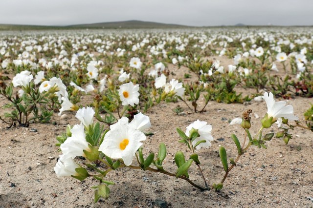 CH04. ATACAMA (CHILE), 21/08/2017.- Vista de flores en el desierto de Atacama (Chile), hoy, lunes 21 de agosto de 2017. Las intensas y sorpresivas precipitaciones registradas en las regiones del norte de Chile durante los meses del invierno austral dieron paso al deslumbrante desierto florido en Atacama, el más árido y soleado del mundo. Este fenómeno, que ocurre con una distancia de cinco o siete años, pero que se ha vuelto recurrente debido a la presencia de el fenómeno climatológico El Niño, atrae a miles de turistas con sus más de 200 especies florales y fauna endémica. EFE/Mario Ruiz