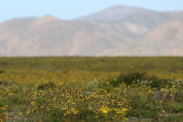 CH06. ATACAMA (CHILE), 21/08/2017.- Vista de flores en el desierto de Atacama (Chile), hoy, lunes 21 de agosto de 2017. Las intensas y sorpresivas precipitaciones registradas en las regiones del norte de Chile durante los meses del invierno austral dieron paso al deslumbrante desierto florido en Atacama, el más árido y soleado del mundo. Este fenómeno, que ocurre con una distancia de cinco o siete años, pero que se ha vuelto recurrente debido a la presencia de el fenómeno climatológico El Niño, atrae a miles de turistas con sus más de 200 especies florales y fauna endémica. EFE/Mario Ruiz
