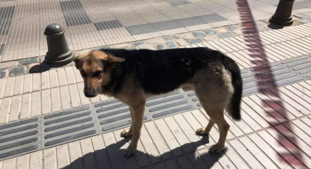 El perro chileno que roba empanadas  (video)