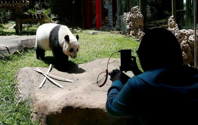  Un periodista indonesio toma una fotografía de la panda gigante Hu Chun durante un evento para la prensa en el Safari Zoo en Bogor, Indonesia, hoy, 1 de noviembre de 2017. Cai Tao y Hu Chun, llegaron a Indonesia procedentes de Chengdu (China) el pasado septiembre y fueron puestos en cuarentena durante un mes antes de ser expuestos al público en el Safari Zoo. EFE/ADI WEDA