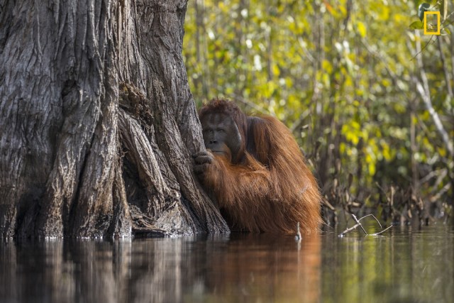 Face to face in a River in Borneo Ganador absoluto Un orangután macho mira desde detrás de un árbol mientras cruza un río en Borneo, Indonesia. El cultivo desenfrenado de aceite de palma amenaza a este simio en peligro crítico, obligando a las especies normalmente arbóreas a recurrir a un comportamiento inusual, como vadear ríos infestados de cocodrilos, para poder sobrevivir. Foto: Jayaprakash Joghee Bojan / National Geographic Nature Photographer of the Year 2017