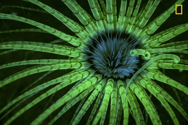 Fluorescent anemone Fotografía ganadora en la categoría: Bajo el agua Los flashes con filtro azul estimulan los pigmentos fluorescentes en los tentáculos claros de una anémona que habita en un tubo en Hood Canal, Washington. Foto: Jim Obester / National Geographic Nature Photographer of the Year 2017