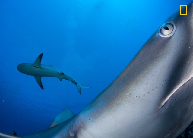 In your face Segundo premio en la categoría: Bajo el agua Caracterizada por tratase de una especie tímida, un tiburón de arrecife del Caribe investiga una cámara disparada remotamente en el área marina protegida de Gardens of the Queen en Cuba. Foto: Shane Gross / National Geographic Nature Photographer of the Year 2017