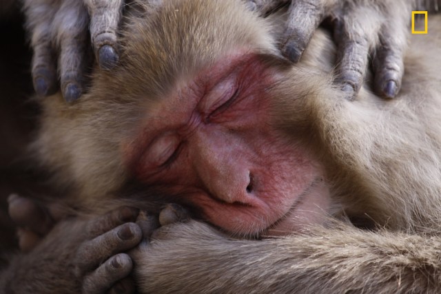 Macaque Maintenace Mención de honor en la categoría: Vida salvaje Un macaco japonés disfruta de un tiempo de aseo a orillas de un remanso de paz que le ofrece un manantial de aguas termales. Foto: Lance MCMillan / National Geographic Nature Photographer of the Year 2017