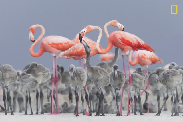 Mother´s Love Segundo puesto en la categoría: Vida salvaje Un flamenco rosado caribeño adulto alimenta a su polluelo en Yucatán, México. Se da en esta especie de aves que ambos progenitores se alternan en la alimentación de los polluelos realizando un trabajo conjunto: al principio con un alimento líquido que recibe el nombre de leche de cultivo, y posteriormente con comida regurgitada. Foto: Alejandro Prieto / National Geographic Nature Photographer of the Year 2017