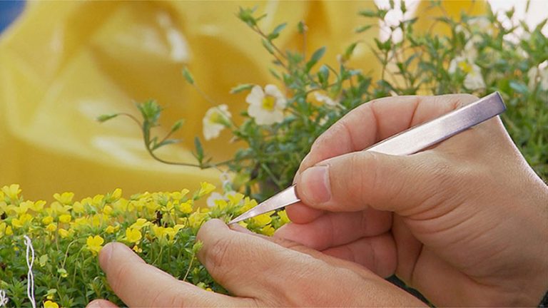 Las plantas reaccionan a la anestesia como los humanos y los animales